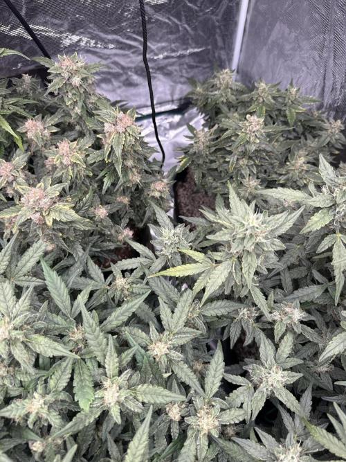 (25.06.2025)My first Auto Coco grow. Week 12