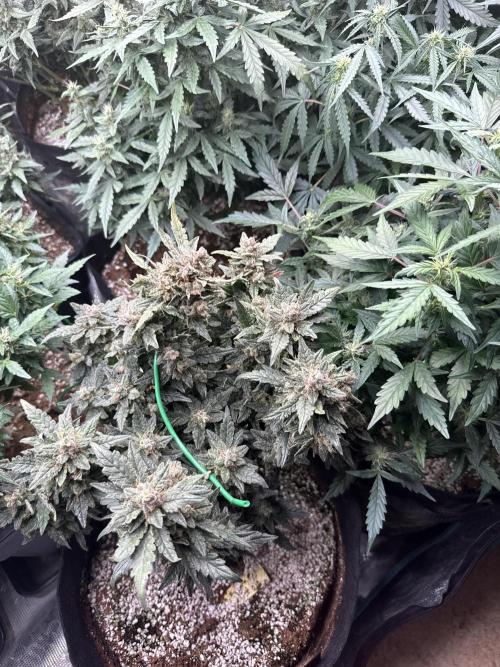 (25.06.2025)My first Auto Coco grow. Week 12