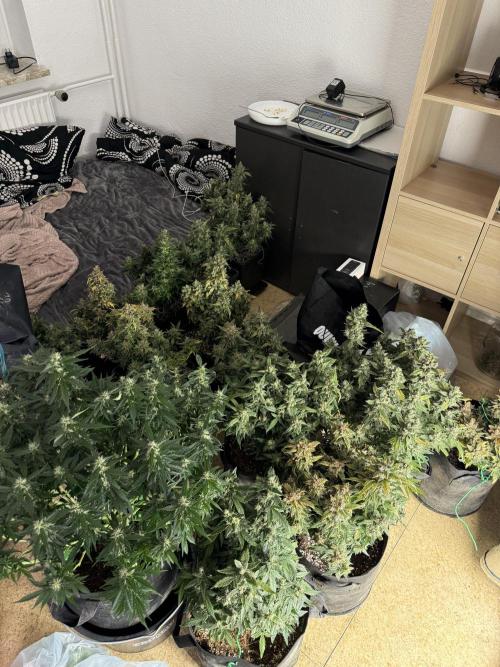 (25.06.2025)My first Auto Coco grow. Week 14