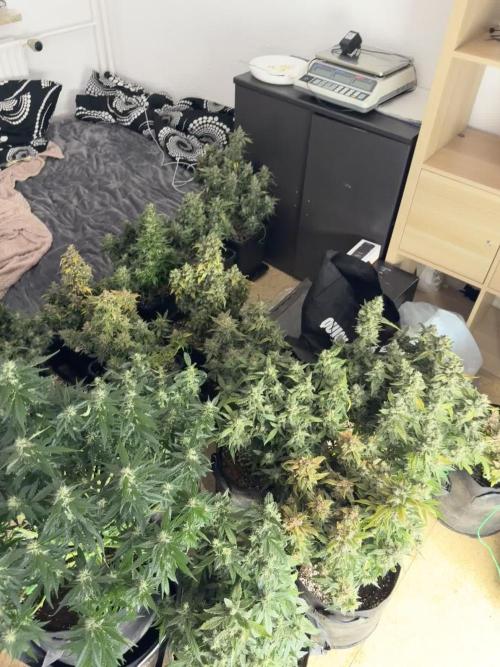 (25.06.2025)My first Auto Coco grow