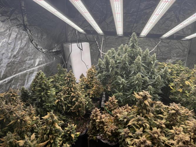 (25.06.2025)My first Auto Coco grow. Week 15