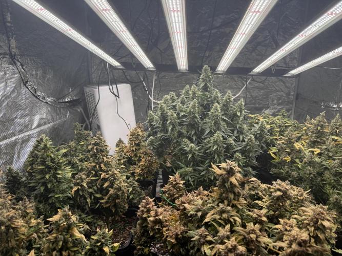 (25.06.2025)My first Auto Coco grow. Week 15