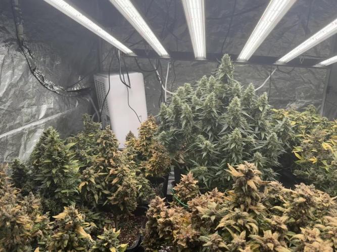 (25.06.2025)My first Auto Coco grow