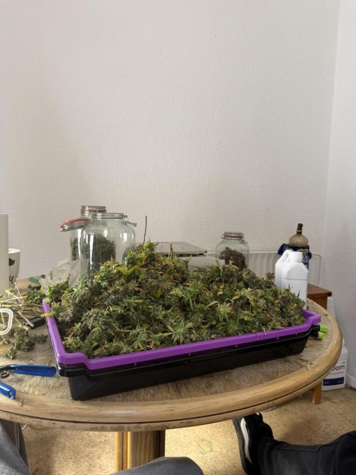 (25.06.2025)My first Auto Coco grow. Week 18