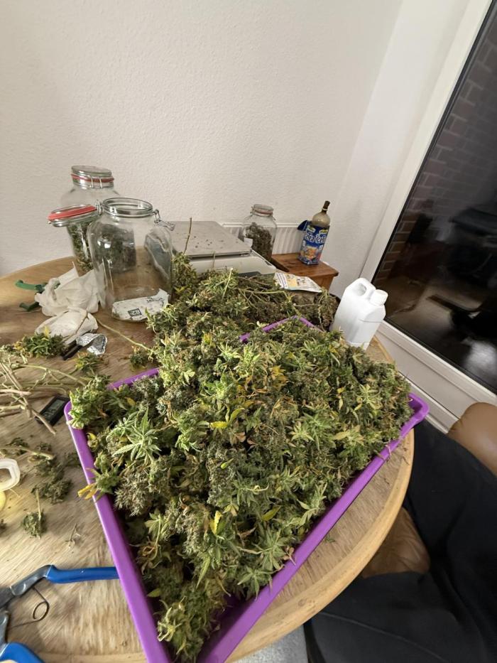 (25.06.2025)My first Auto Coco grow. Week 16