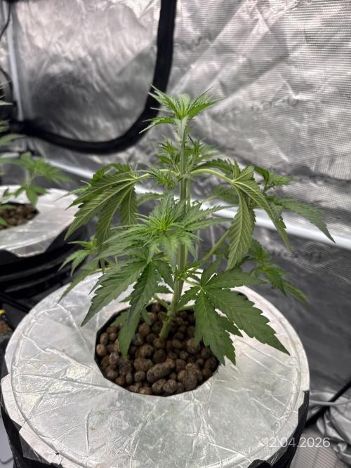 10.03.2026. Week 4