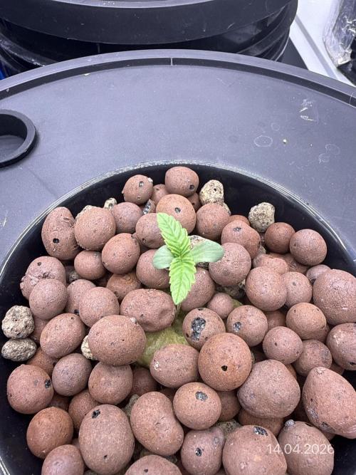 FastGrow. Week 1