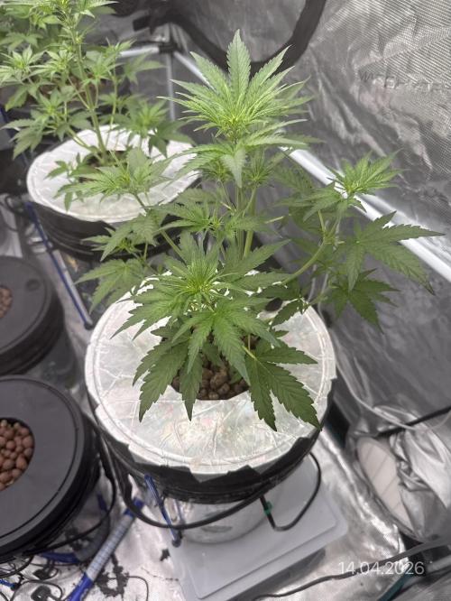 10.03.2026. Week 4