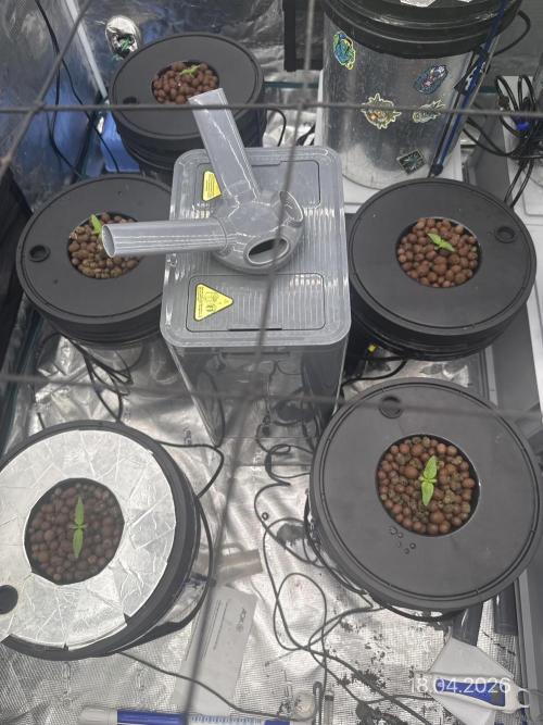 FastGrow. Week 2