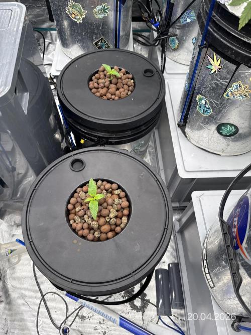 FastGrow. Week 2