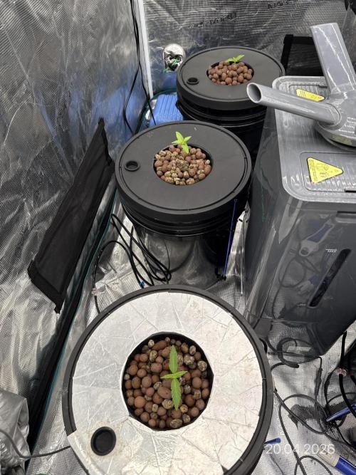 FastGrow. Week 2
