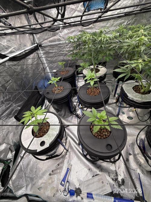 FastGrow. Week 3