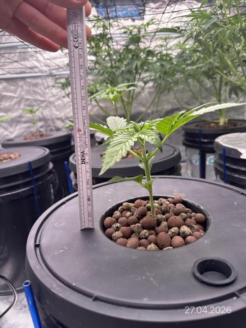 FastGrow. Week 3