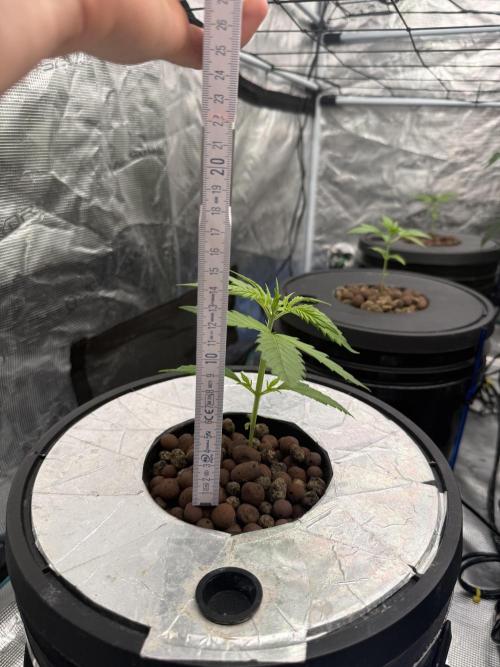 FastGrow. Week 3