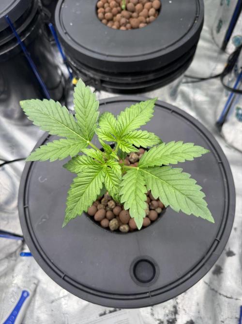 FastGrow. Week 3