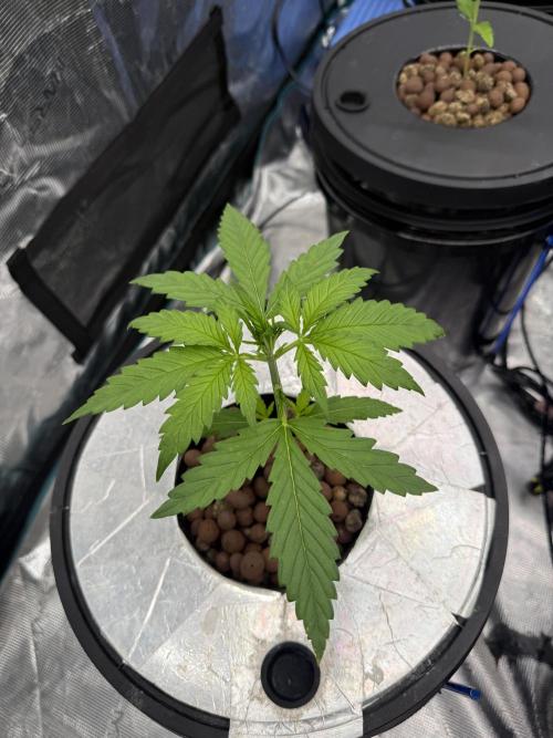 FastGrow. Week 3