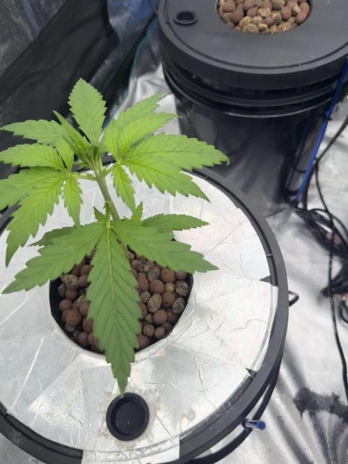 FastGrow