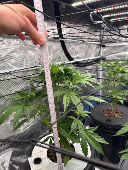 FastGrow. Week 4