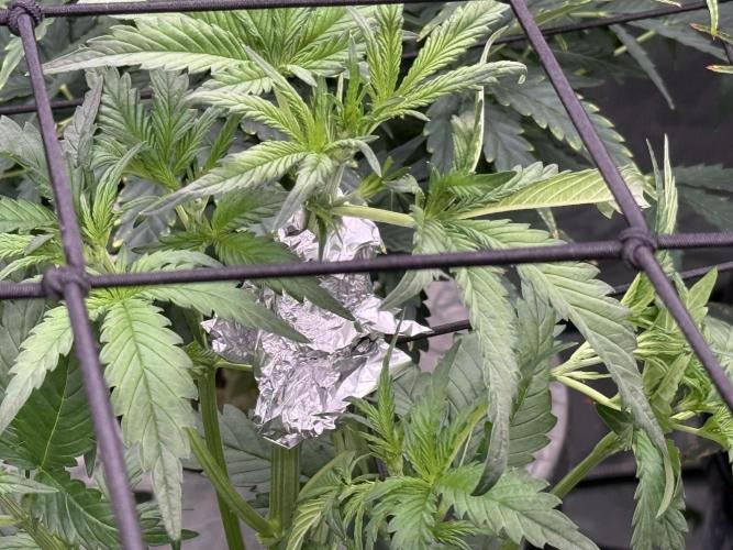 FastGrow. Week 4