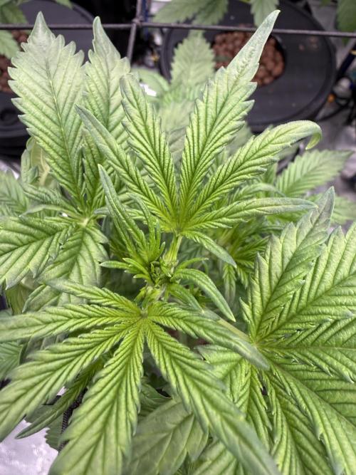FastGrow. Week 4
