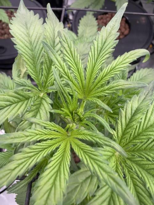 FastGrow