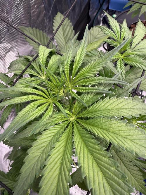 FastGrow. Week 4