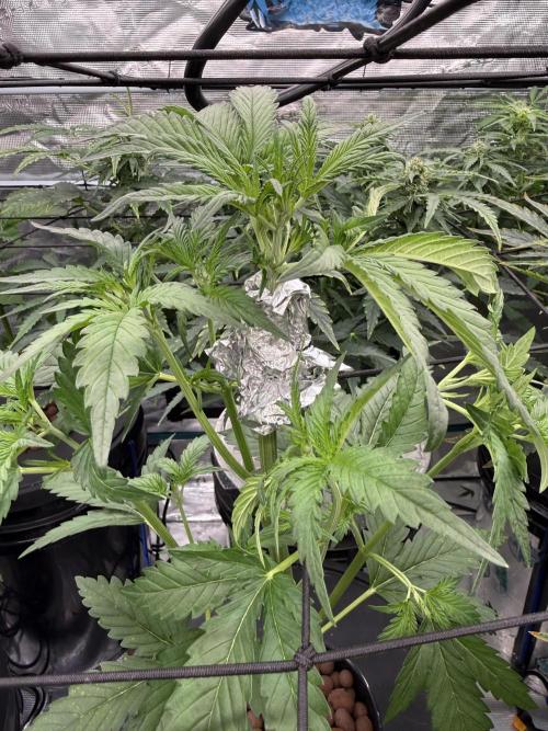 FastGrow. Week 4