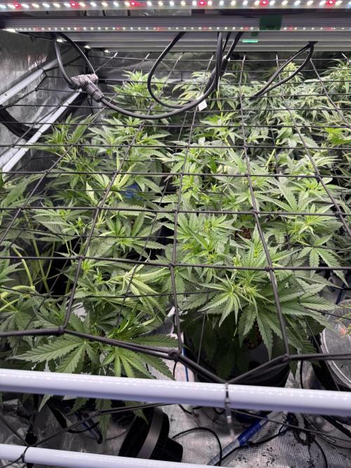 FastGrow. Week 5
