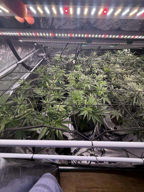 FastGrow. Week 5
