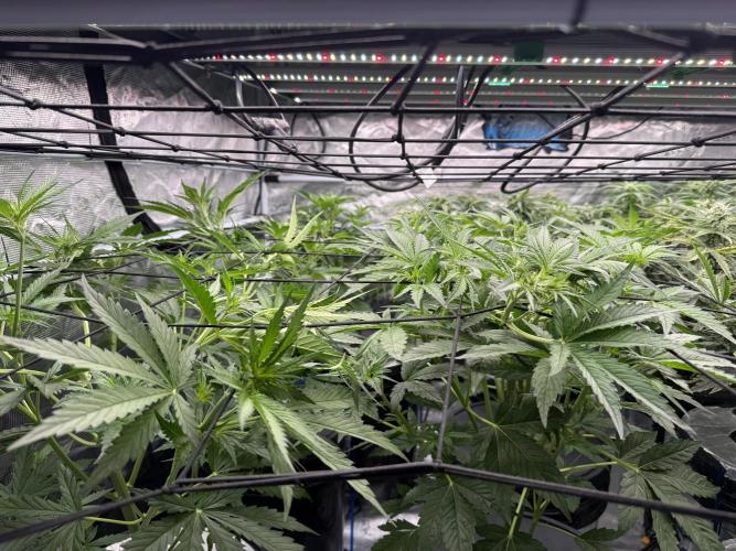 FastGrow. Week 5