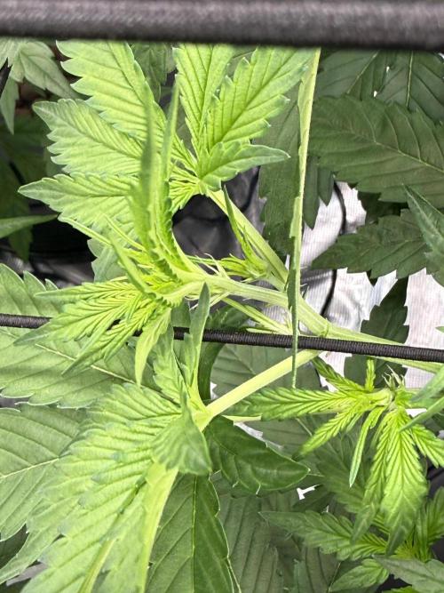FastGrow. Week 5