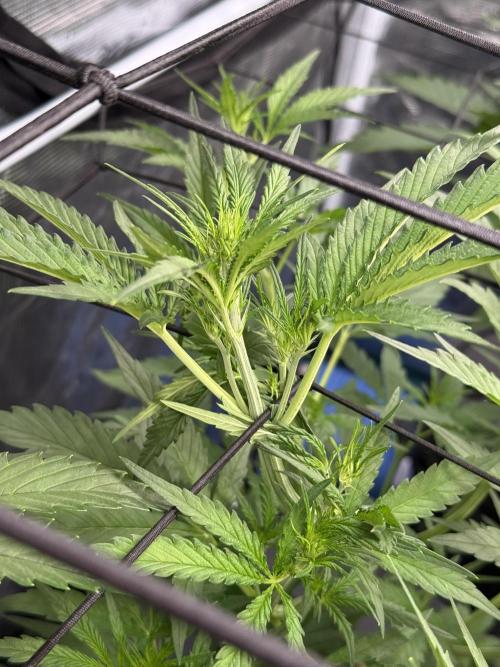 FastGrow. Week 5