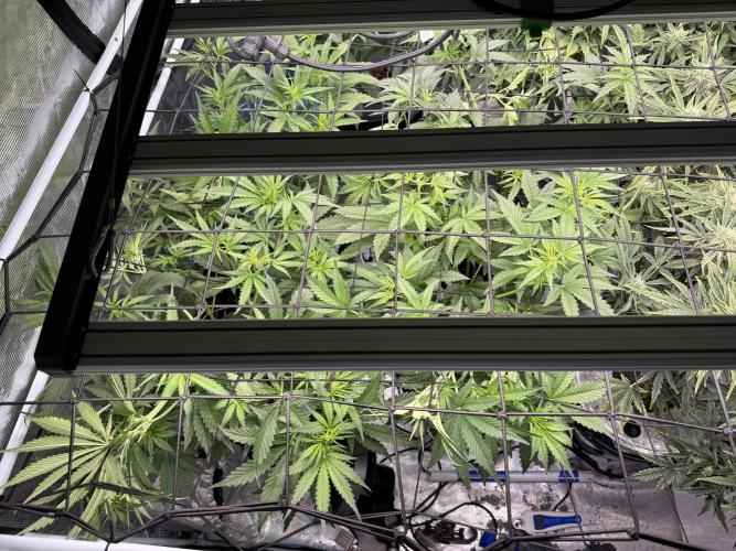 FastGrow. Week 5