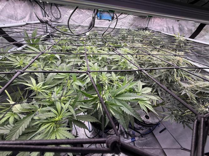 FastGrow. Week 5