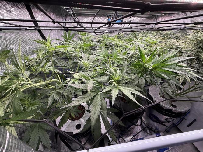 FastGrow. Week 5
