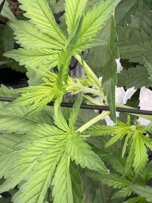 FastGrow