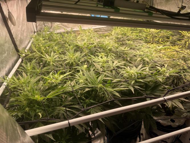 FastGrow. Week 6