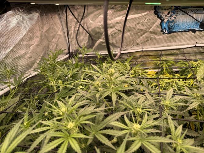 FastGrow. Week 6