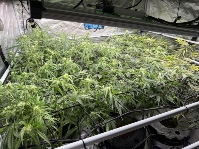 FastGrow. Week 6
