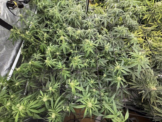 FastGrow. Week 6