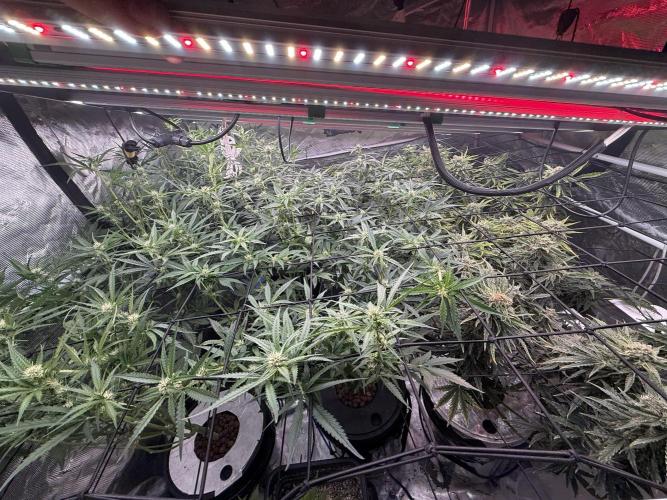 FastGrow. Week 6