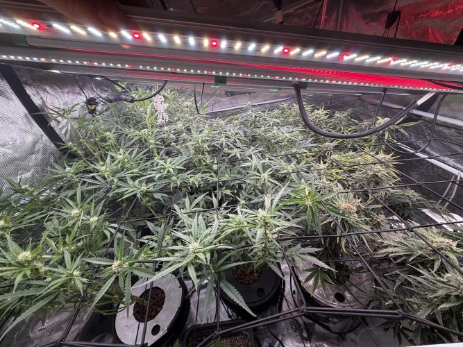 FastGrow. Week 6