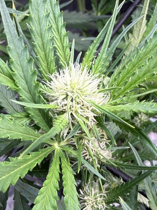 FastGrow. Week 6