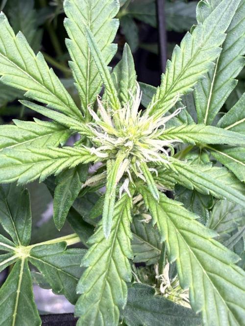 FastGrow. Week 6