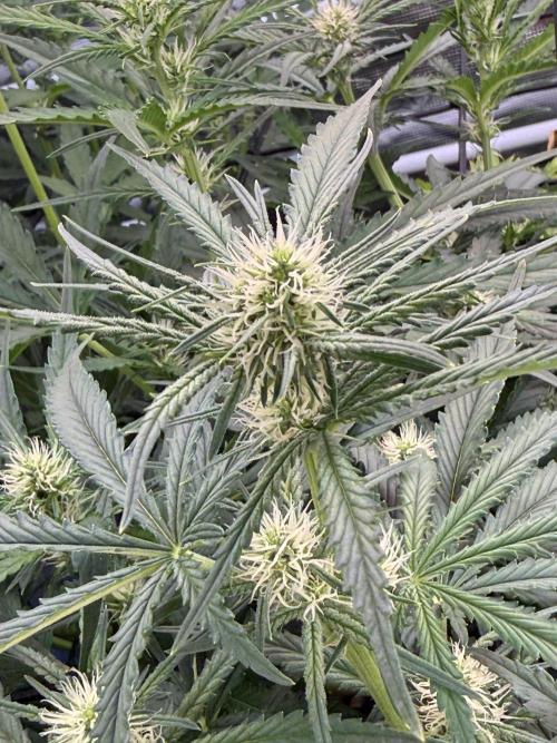 FastGrow. Week 6