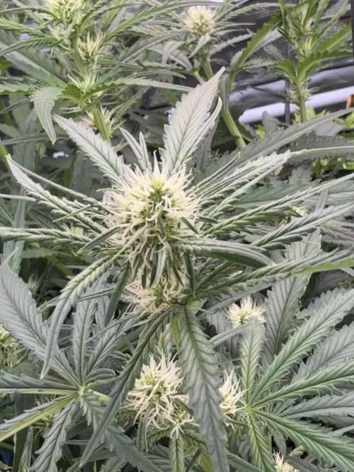 FastGrow