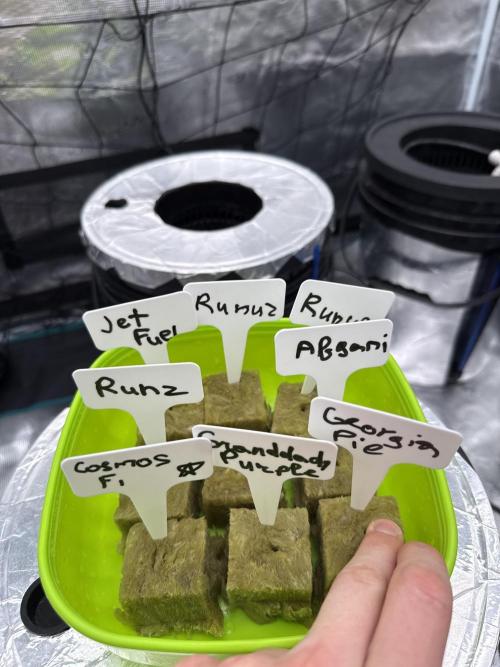 (01.05.2025)DWC. Week 0