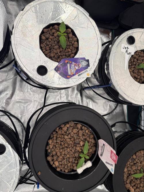(01.05.2025)DWC. Week 2
