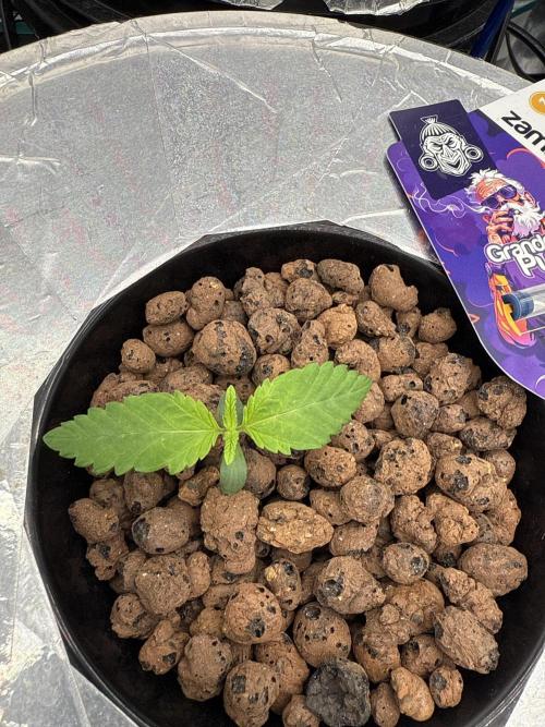 (01.05.2025)DWC. Week 2