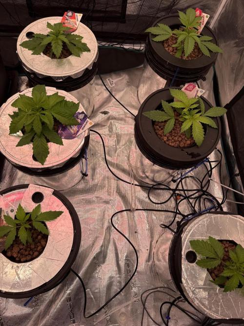(01.05.2025)DWC. Week 3